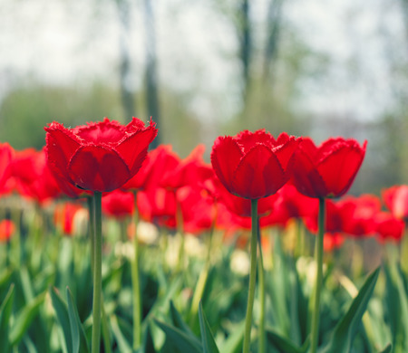Tulips, Beautiful spring flowersの写真素材
