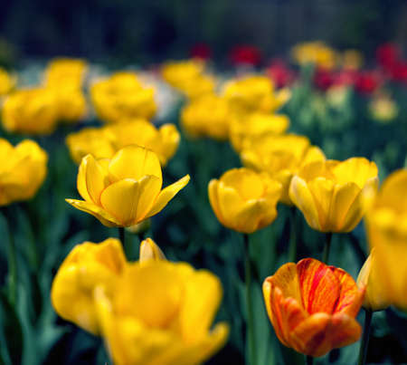 Tulips, Beautiful spring flowersの写真素材