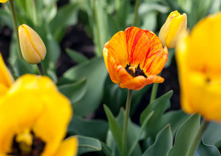 Tulips, Beautiful spring flowersの写真素材