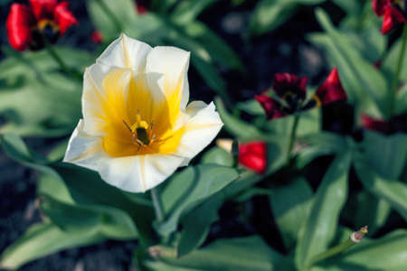 Beautiful spring flowerの写真素材