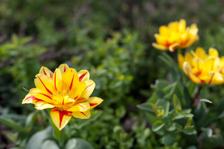 Beautiful spring flowersの写真素材
