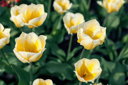 Tulips, Beautiful spring flowersの写真素材