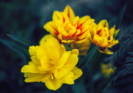 Beautiful spring flowersの写真素材