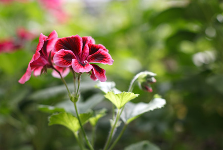 Beautiful spring flowers. Art Design. Backgroundの写真素材