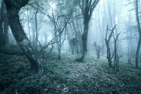 Trail through a mysterious dark forest in fog with green leaves and  flowers. Spring morning in Crimea. Magical atmosphere. Fairytaleの写真素材