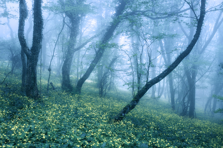 Trail through a mysterious dark forest in fog with green leaves and  flowers. Spring morning in Crimea. Magical atmosphere. Fairytaleの写真素材