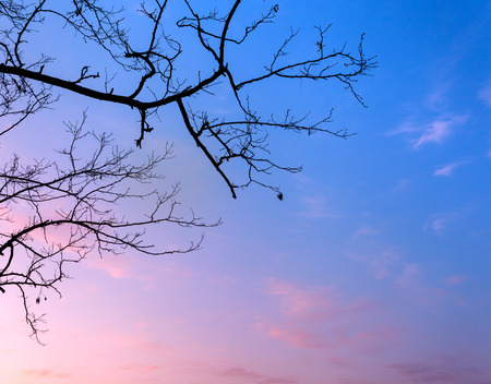 Silhouettes tree branches with sky. Sunset in forest. Background for designの写真素材