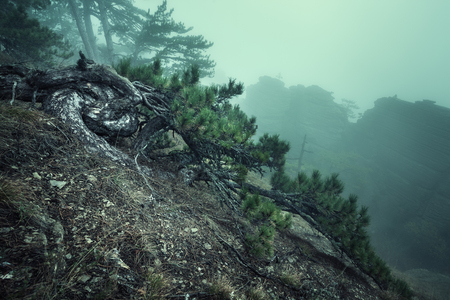 Trail through a mysterious dark old forest in fog. Autumn morning in Crimea. Magical atmosphere. Fairytaleの写真素材