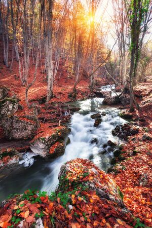 Beautiful autumn forest with river in crimean mountains at sunset. Nature backgroundの写真素材