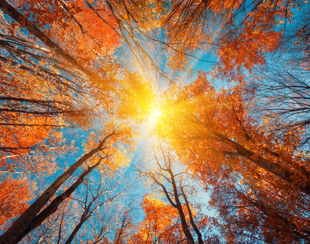 Autumn forest. Trees pattern. Looking up the blue sky. Nature backgroundの写真素材