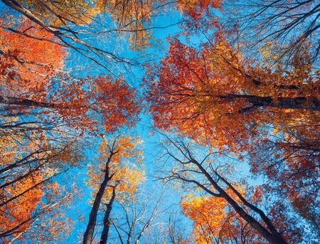 Autumn forest. Trees pattern. Looking up the blue sky. Nature backgroundの写真素材