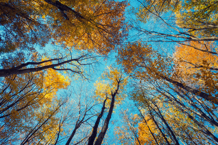 Autumn forest. Trees pattern. Looking up the blue sky. Nature backgroundの写真素材