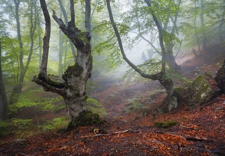 Trail through a mysterious dark old forest in fog. Autumn morning in Crimea. Magical atmosphere. Fairytaleの写真素材