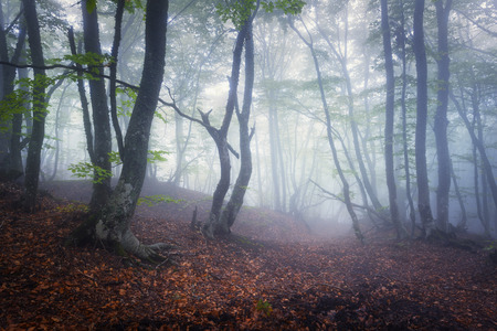 Mysterious dark old forest in fog. Autumn morning in Crimea. Magical atmosphere. Fairytaleの写真素材