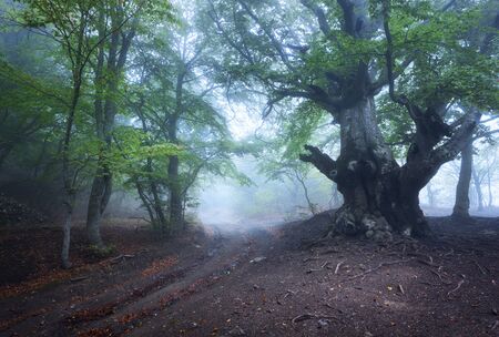 Mysterious dark old forest in fog. Autumn morning in Crimea. Magical atmosphere. Fairytaleの写真素材