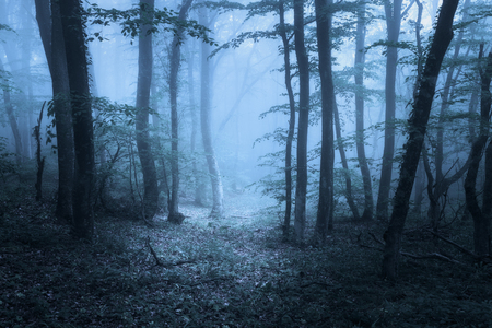 Mysterious dark old forest in fog. Spring morning in Crimea. Magical atmosphere. Beautiful natural landscape. Vintage style