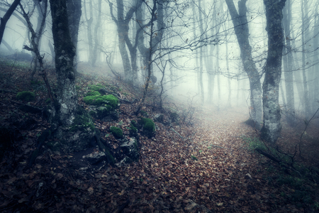 Mysterious dark old forest in fog. Autumn morning in Crimea. Magical atmosphere. Beautiful natural landscape. Vintage styleの写真素材