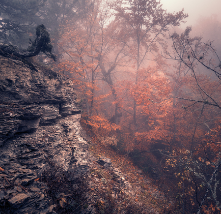 Mysterious dark old forest in fog. Autumn morning in Crimea. Magical atmosphere. Beautiful natural landscape. Vintage styleの写真素材