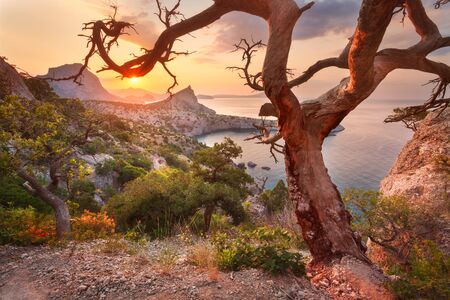 Sunrise in mountains with old tree, cloudy sky and forest. Sunny morning in Crimea. Beautiful colorful landscape in summer.の写真素材