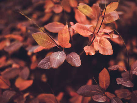 Beautiful autumn nature background with colorful leaves on branch in soft focus. Abstract. Vintage toningの写真素材