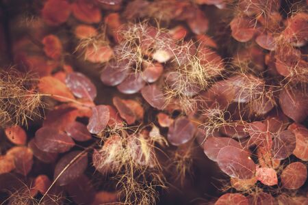 Beautiful autumn nature background with colorful leaves on branch in soft focus. Abstract. Vintage toningの写真素材