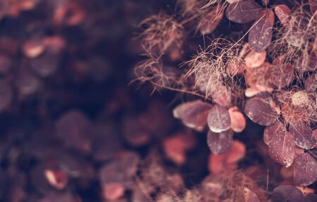 Beautiful autumn nature background with colorful leaves on branch in soft focus. Abstract. Vintage toningの写真素材