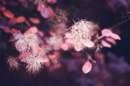 Beautiful autumn nature background with colorful leaves on branch in soft focus. Abstract. Vintage...