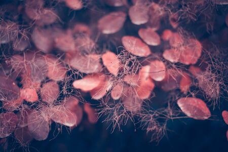 Beautiful autumn nature background with colorful leaves on branch in soft focus. Abstract. Vintage...