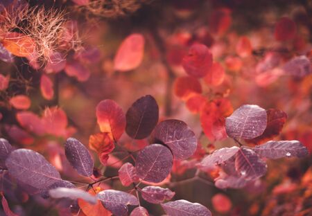 Beautiful autumn nature background with colorful leaves on branch in soft focus. Abstract. Vintage toningの写真素材