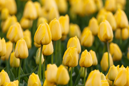 Tulip. Beautiful colorful yellow tulips flowers in spring garden, vibrant floral backgroundの写真素材