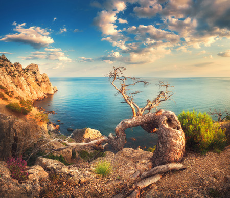 Colorful landscape with old tree, mountains, cloudy sky and blue sea. Sunny morning in Crimea. Beautiful colorful landscape in summer.の写真素材