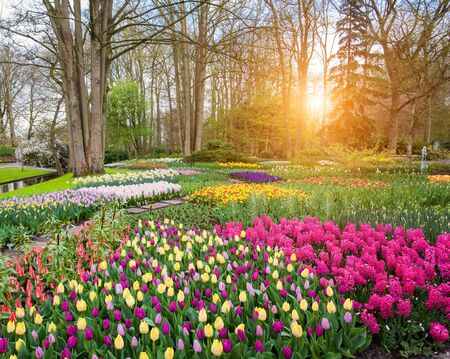 Beautiful blooming flowers at sunset in Keukenhof park in Netherlands. Tulips and hyacinths with trees. Nature backgroundの写真素材