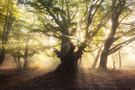 Magical old tree with sun rays in the morning. Forest in fog. Colorful landscape with foggy forest, sun, green leaves at beautiful sunrise. Fairy misty forest in autumn. Nature. Enchanted tree.の写真素材