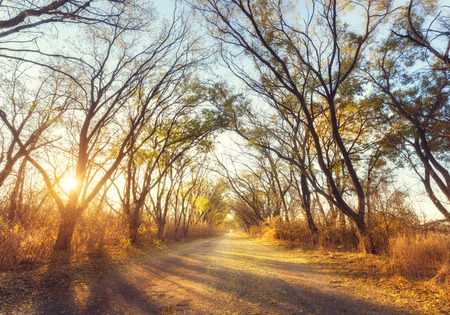 Autumn forest. Beautiful forest with country road at sunset. Colorful landscape with trees, rural road, yellow leaves, sun and blue sky. Travel. Autumn background. Magic forest with vibrant foliageの写真素材