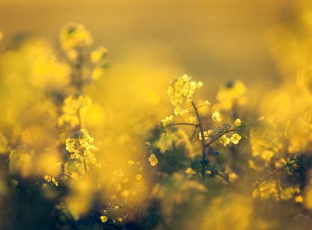 Canola flowers, colza. Rapeseed flowers. Rapeseed field, Blooming canola flowers close-up. Rape on the field in spring. Rapeseed oil. Flowering rapeseed. Nature backgroundの写真素材