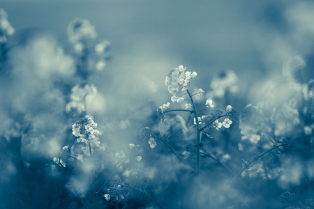 Canola flowers, colza. Rapeseed flowers. Rapeseed field, Blooming canola flowers close-up. Rape on the field in spring. Rapeseed oil. Flowering rapeseed. Vintage toning, monochromatic. Natureの写真素材