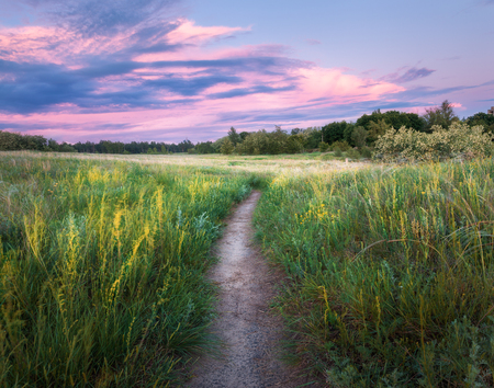Amazing walkway through grass field at sunset. Colorful summer landscape with blooming green grass, trail, beautiful blue sky with pink clouds at dusk. Nature background. Beautiful sceneの写真素材