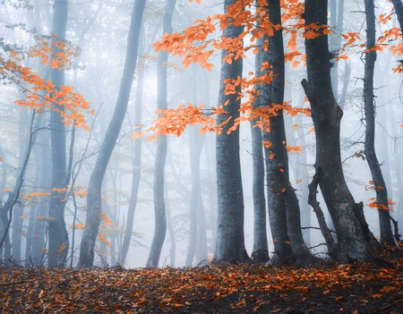 Amazing scene with autumn trees in fog. Autumn forest in fog. Fall colors. Enchanted foggy forest in fog. Old Tree. Landscape with trees, colorful orange and red foliage. Nature. Magical foggy forestの写真素材
