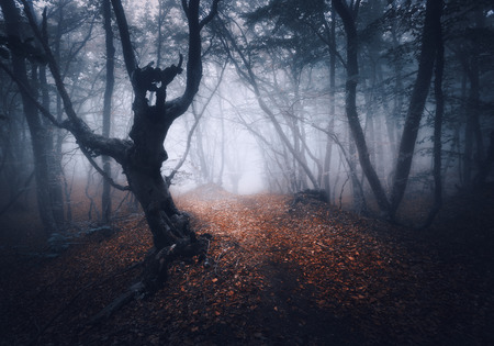 Dark foggy forest. Mystical autumn forest with trail in fog. Old Tree. Beautiful landscape with trees, path, leaves and mist. Nature background. Spooky misty forest with magical atmosphere. Sceneryの写真素材