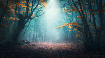 Beautiful mystical forest in blue fog in autumn. Colorful landscape with enchanted trees with orange and red leaves. Scenery with path in dreamy foggy forest. Fall colors in october. Nature background