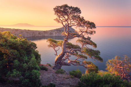 Amazing big tree on the mountain at sunrise. Colorful landscape with old tree with green leaves, blue sea, rocks and yellow sky in the morning. Summer forest. Travel in Crimea. Nature backgroundの写真素材