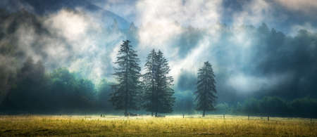 Three trees in low clouds at amazing sunrise in Sloveniaの写真素材