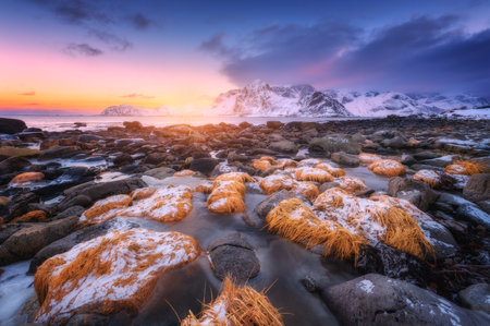 Stones with yellow grass in ice on the beach, snowy mountainsの写真素材