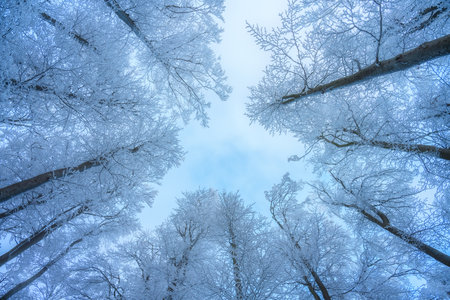 Snowy forest in amazing winter at sunset. Nature backgroundの写真素材