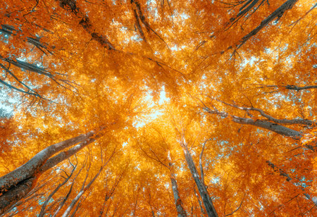 Beautiful orange forest at sunset in autumn. Colorful landscapeの写真素材