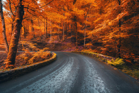 Road in beautiful red forest at sunrise in autumnの写真素材