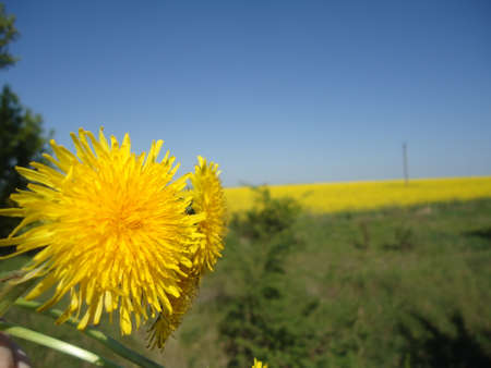 flower