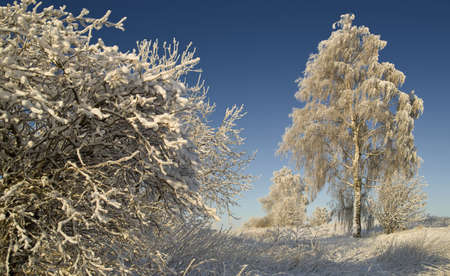 Winter landscape with frosted treesの写真素材
