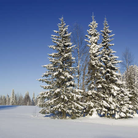 Fir trees covered with snowの写真素材