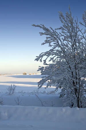 Trees covered with snowの写真素材